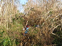 dsc00513